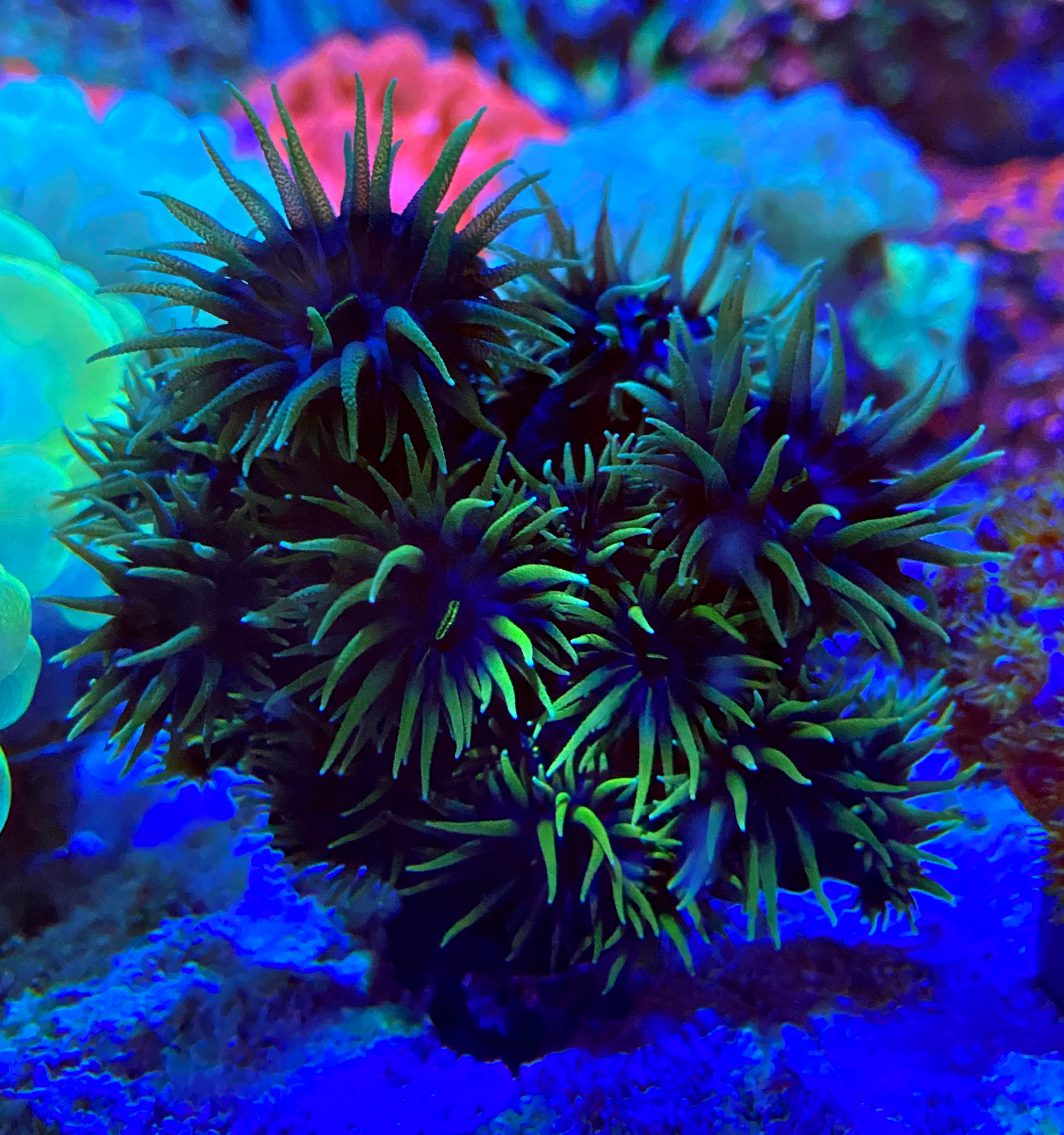 Tubastraea diaphana Schwarze Kelchkoralle 15+ Polypen Tuba.black